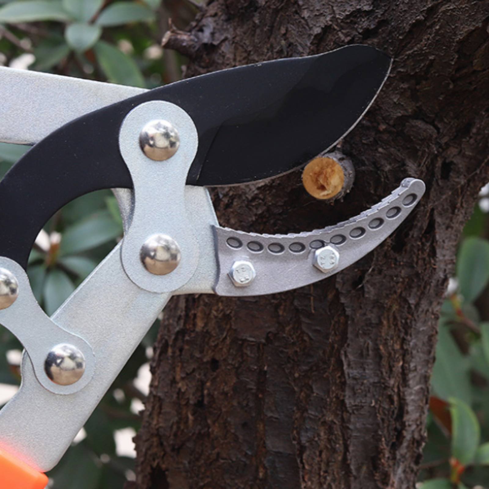 Teleskopische Astschere mit Sc – Gardening Tools Of Bewertung und Preis